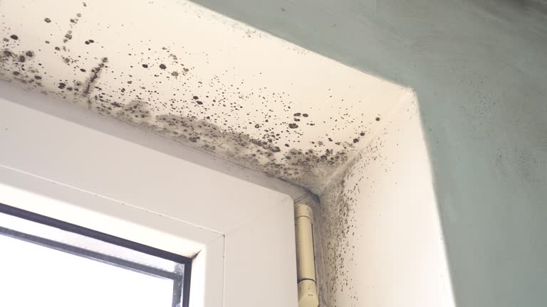 Best Mold Prevention Services  in Fort Washington, MD